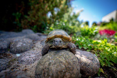 do tortoises recognize their names?