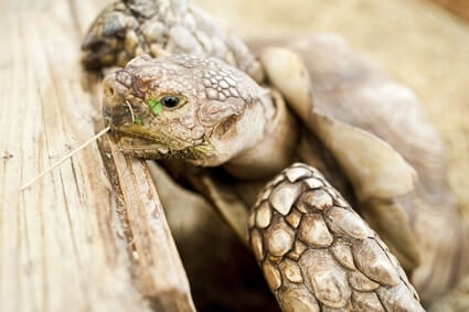do tortoises respond to their names?