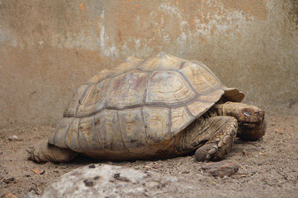 do tortoises sleep with their heads in?