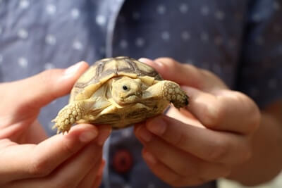 do tortoises smell bad?
