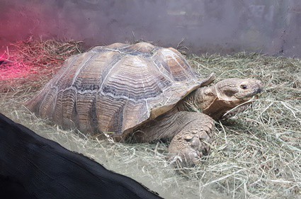 do you leave a tortoise heat lamp on all night?