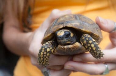 does a tortoise shell have nerves?