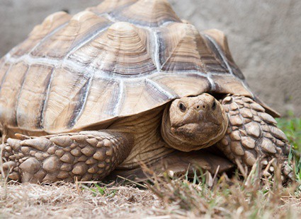 early signs of pyramiding in tortoises