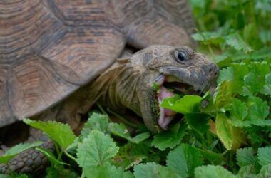 edible plants for tortoises