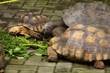 healthy tortoise shell vs unhealthy