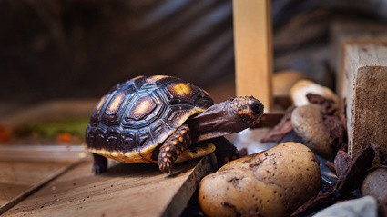 how big should an indoor tortoise enclosure be?