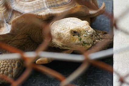 how do tortoises get respiratory infections?