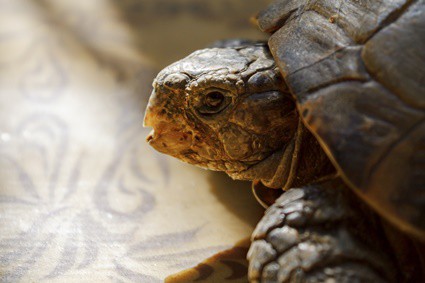how do you know your tortoise is dying?
