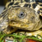 how do you treat a respiratory infection in a tortoise?