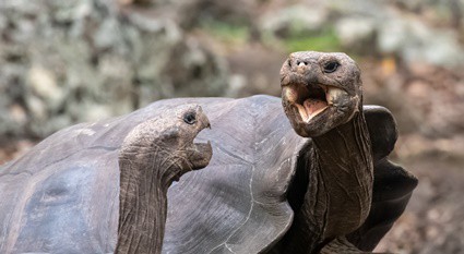 how does a tortoise protect itself from enemies?