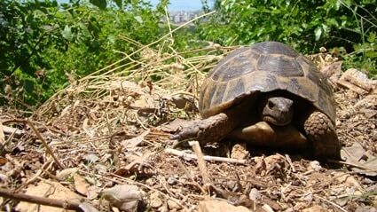 how far can tortoises see?