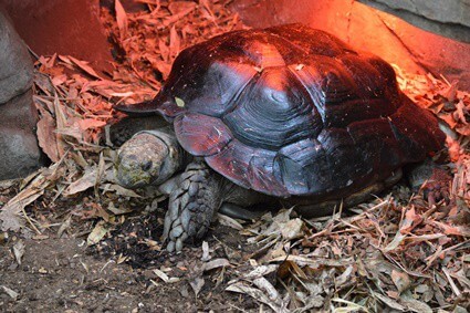how far should heat lamp be from tortoise?