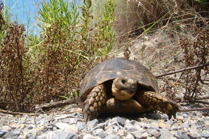 how long have tortoises been around?