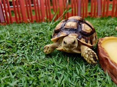 how long is a tortoises memory?