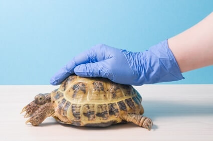 how much are tortoise vet bills?