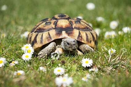 how much does it cost to neuter a tortoise?