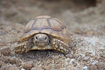 how strong is a baby tortoise shell?