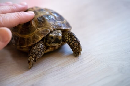 how to bond with your tortoise