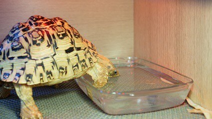 how to help a dehydrated tortoise