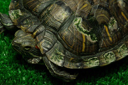 how to save a dying tortoise