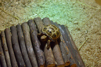 how to take care of a horsefield tortoise