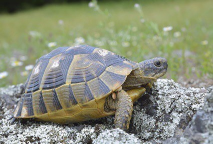 how to tell if a tortoise is constipated