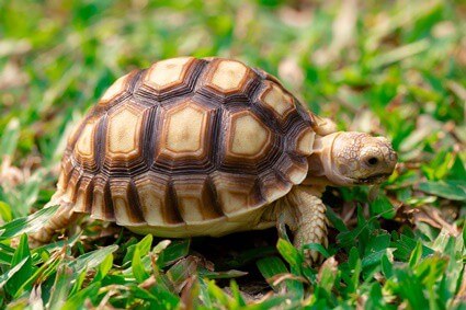 how to tell if a tortoise is gravid