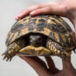 how to treat a dehydrated tortoise