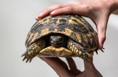 how to treat a dehydrated tortoise