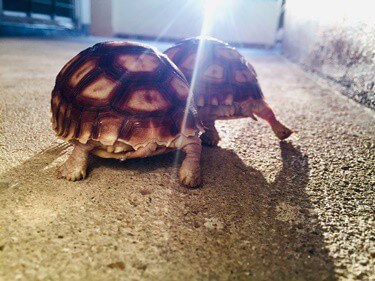 how to walk a tortoise
