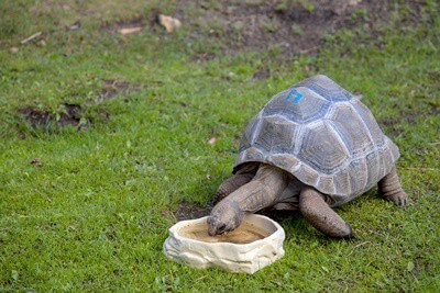 how tortoise drink water