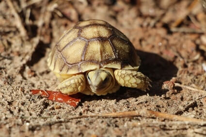 how well do tortoises smell?
