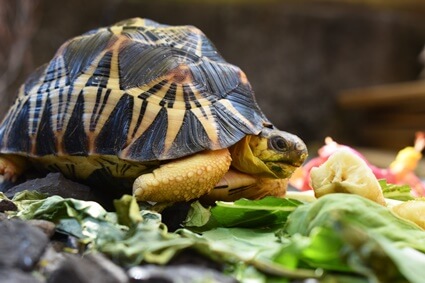is banana good for tortoise?