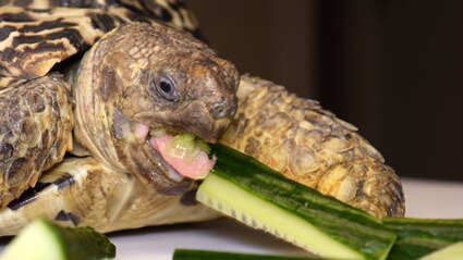 is cucumber safe for tortoises?
