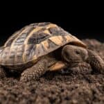 is my tortoise stressed?