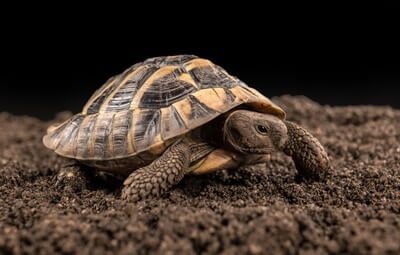 is my tortoise stressed?