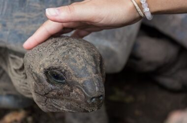 is my tortoise unhappy?