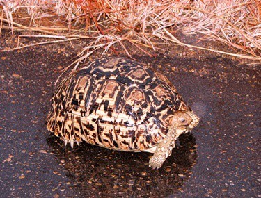 is rain good for tortoises?