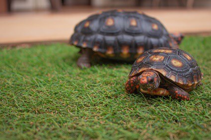 keeping male and female tortoises together
