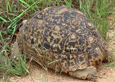 pregnant tortoise behavior