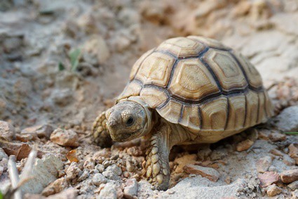 tortoise calcium deficiency symptoms