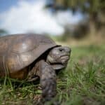 tortoise digestive system