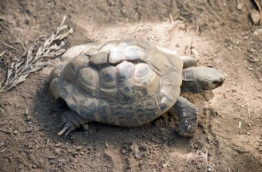tortoise impaction