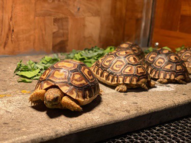 tortoise light requirements