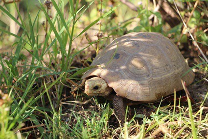 tortoise lost appetite