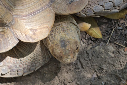 tortoise mouth stuck shut