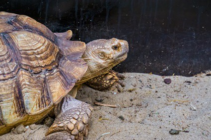 tortoise refuses to eat