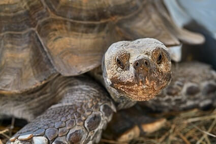 tortoise seems unhappy