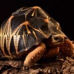 tortoise skin darkening