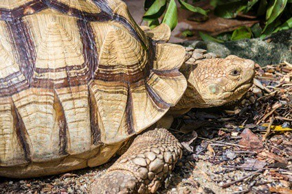 tortoise smells fishy